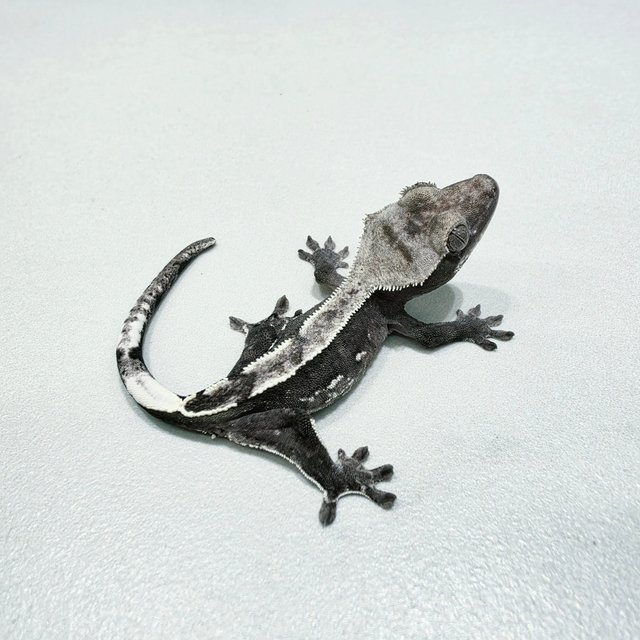 Axanthic