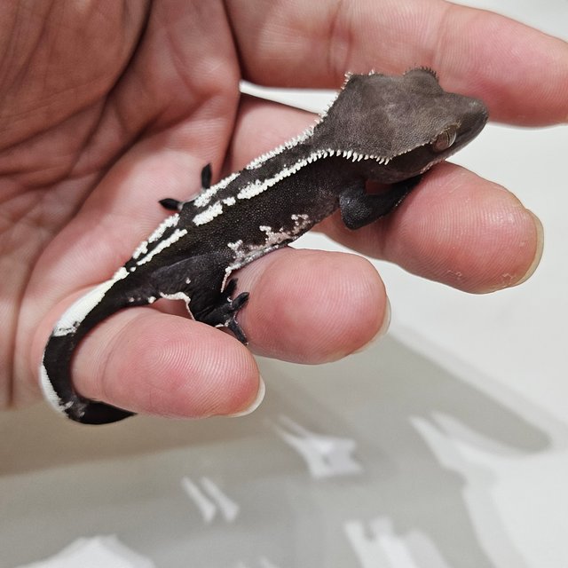 Axanthic