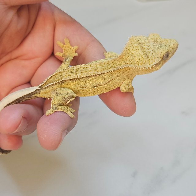 Super Stripe 100% Het Axanthic