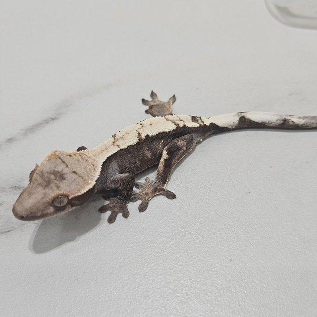 Sable 100% Het Axanthic
