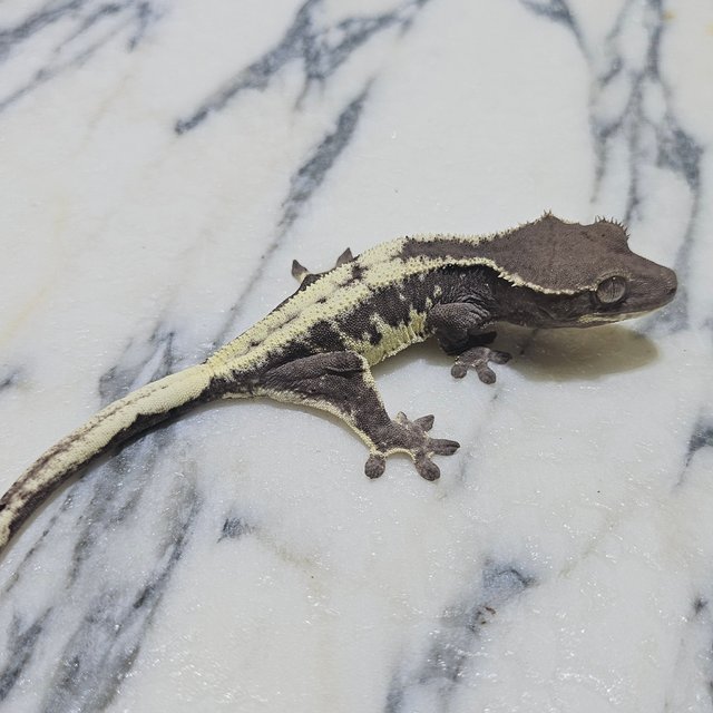 릴리 세이블 아잔틱 릴잔틱 세이블