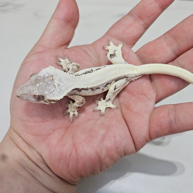 릴리 세이블 솔리드백