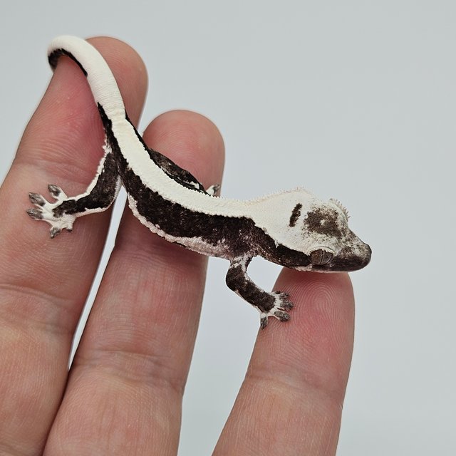 릴잔틱 솔리드백