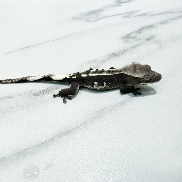 Axanthic