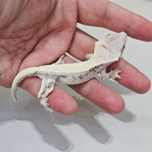 릴리 세이블 솔리드백