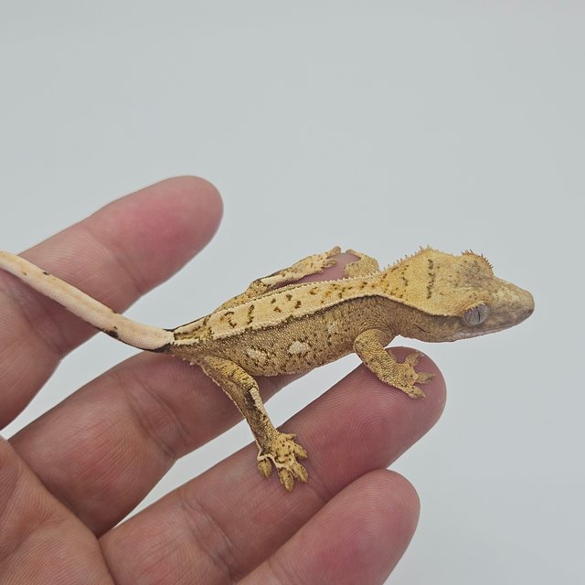 White Spot 100% Het Axanthic Tri