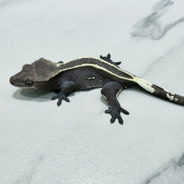 Axanthic Full Pinstripe