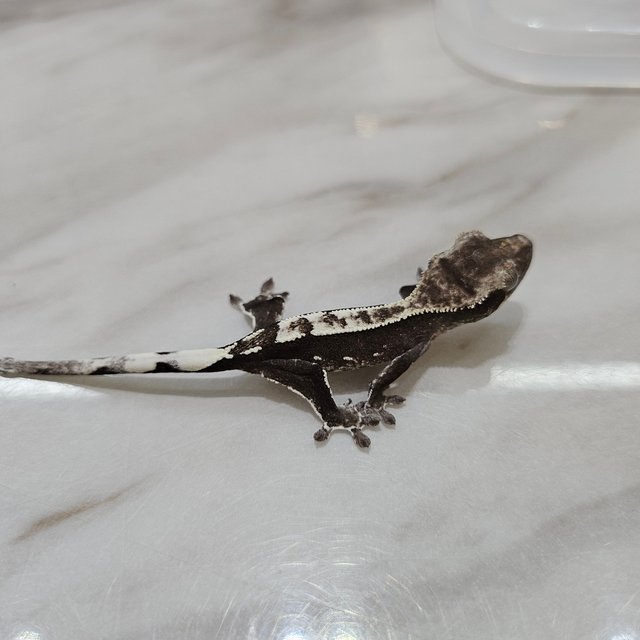 아잔틱