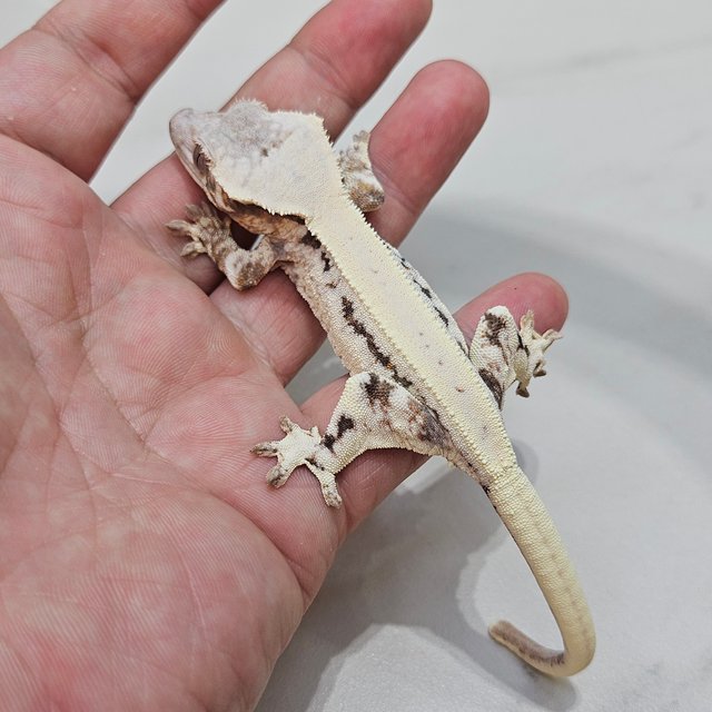 릴리 세이블 솔리드백