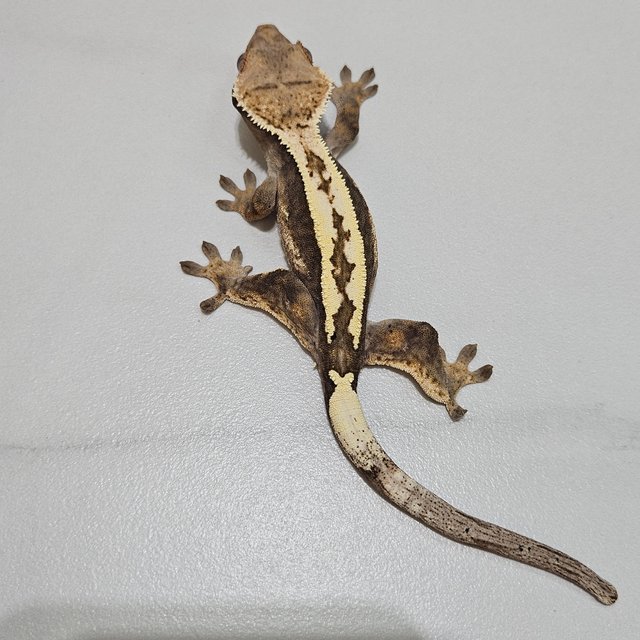 Sable 100% Het Axanthic