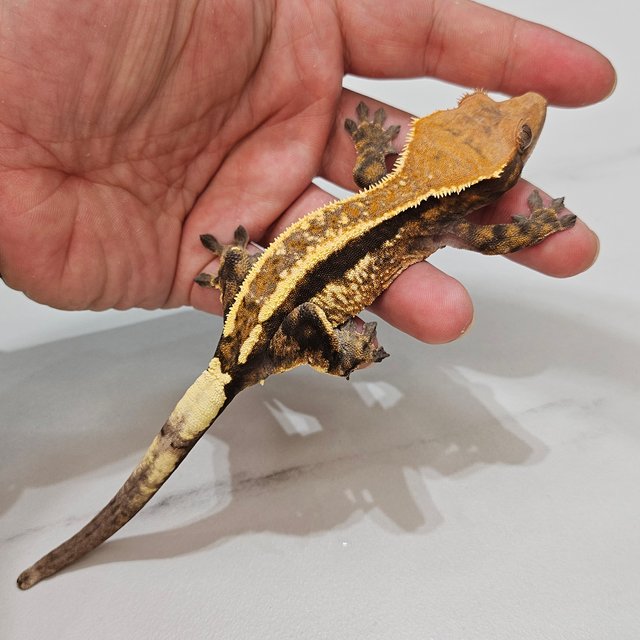 Cappuccino Super Stripe