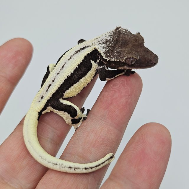 LW Sable Sable Lilly Axanthic Axanthic