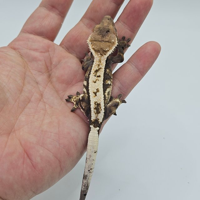 Sable 100% Het Axanthic