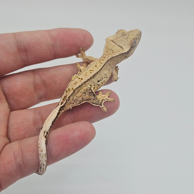 100% Het Axanthic Tri