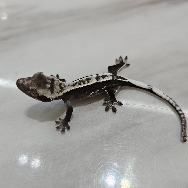 아잔틱