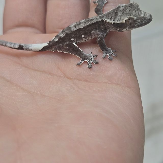 아잔틱