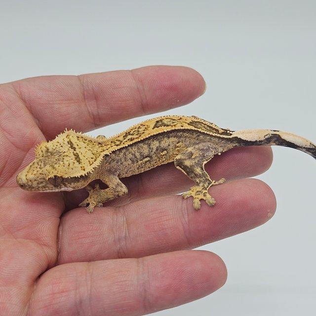 100% Het Axanthic Full Pinstripe Quad