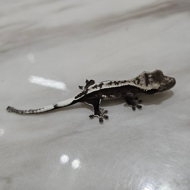 아잔틱