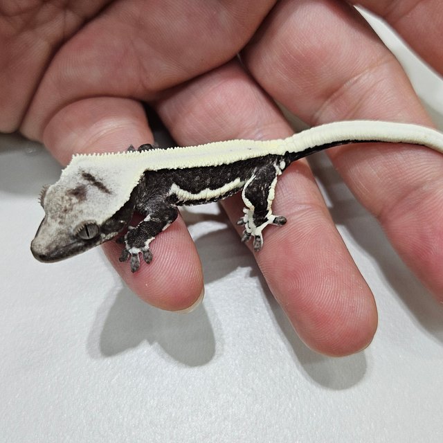 Lilly Axanthic Super Stripe