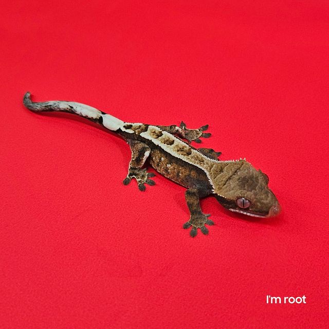 세이블
