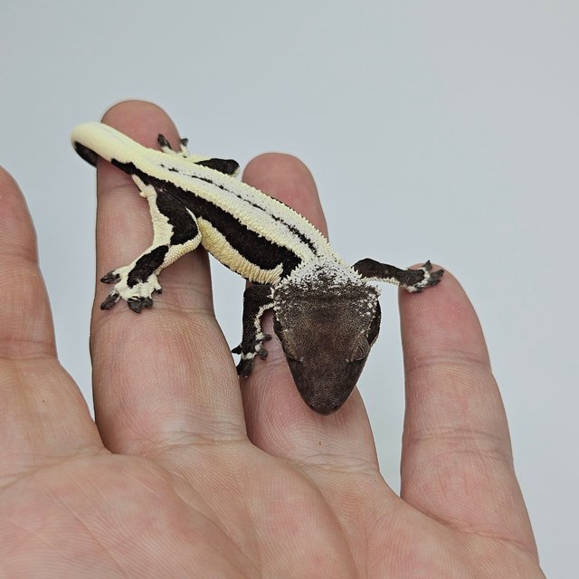 LW Sable Sable Lilly Axanthic Axanthic