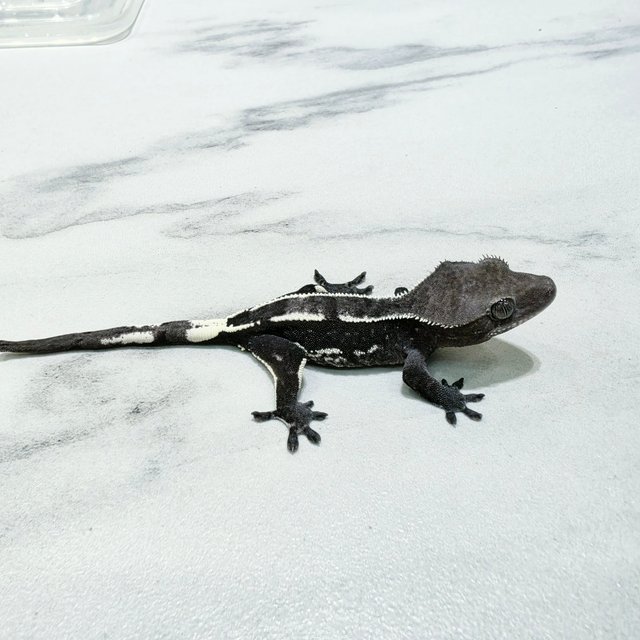 Axanthic Quad