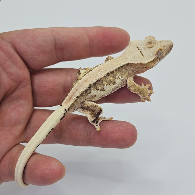 Lilly 100% Het Axanthic