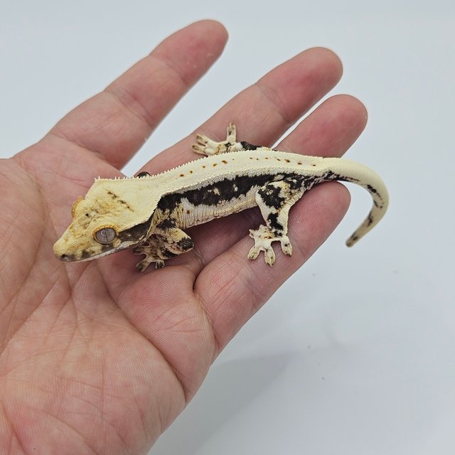 Lilly 100% Het Axanthic