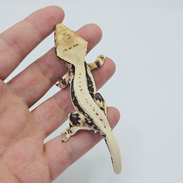 Lilly 100% Het Axanthic