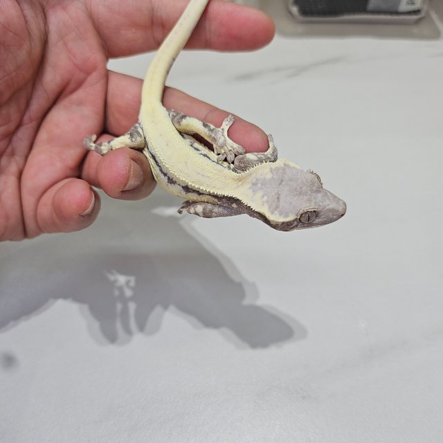 릴리 세이블 솔리드백