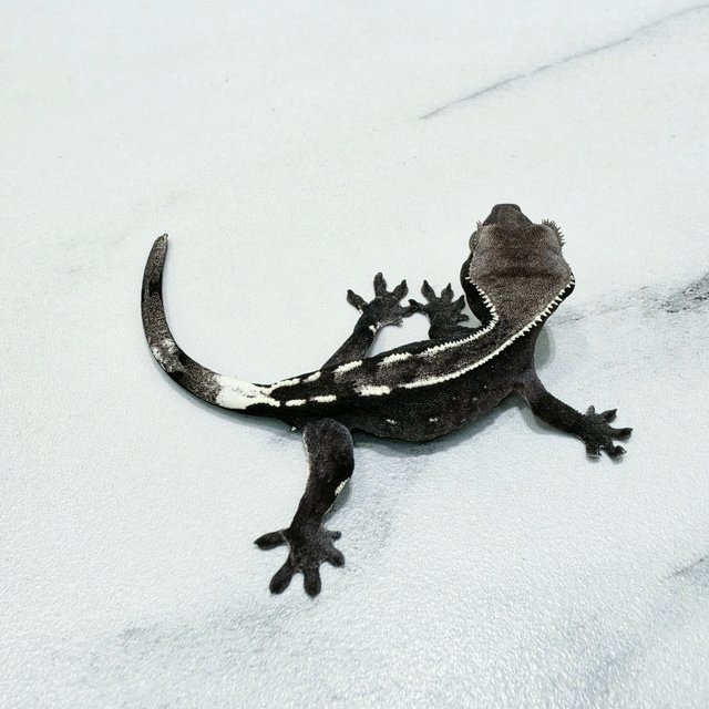 Axanthic