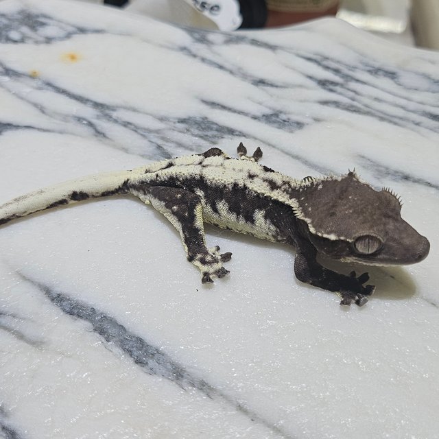 릴잔틱 세이블 릴리 세이블 아잔틱