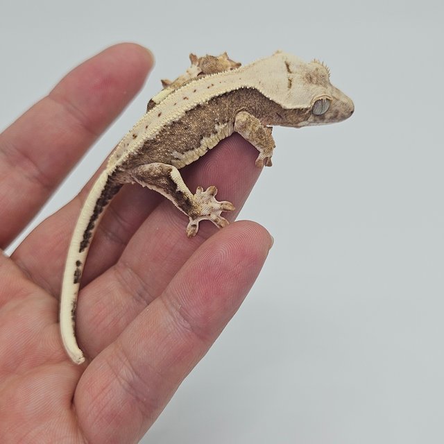 릴리100%헷아잔틱