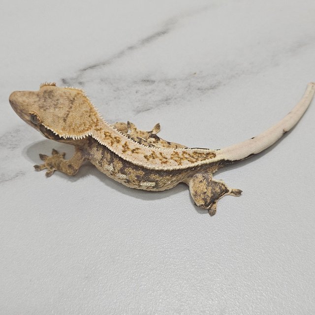 100% Het Axanthic