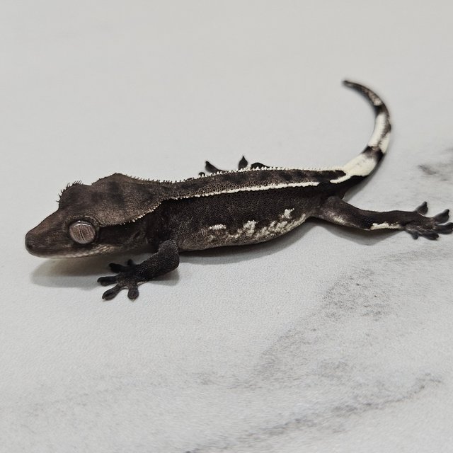 Axanthic