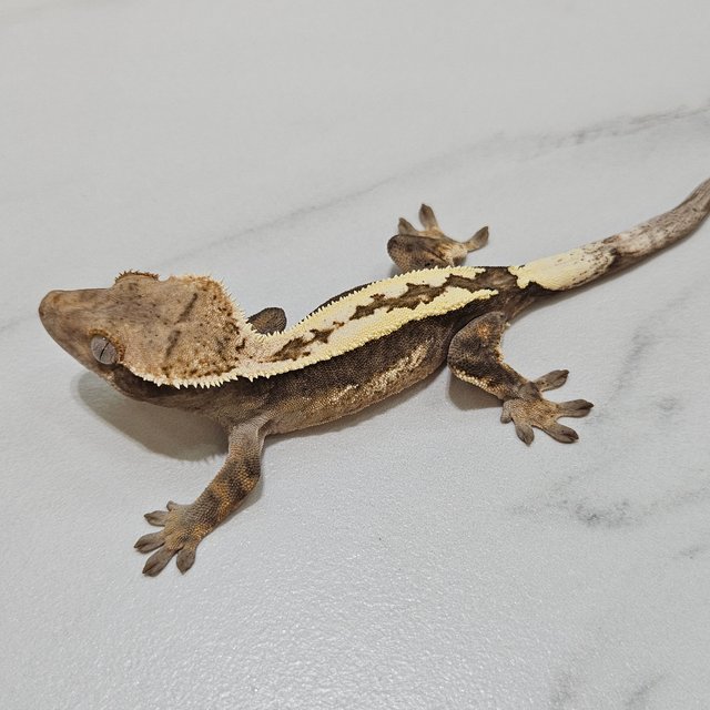 Sable 100% Het Axanthic
