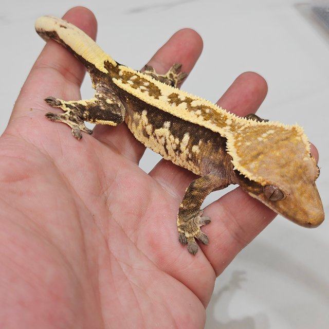 Cappuccino Super Stripe