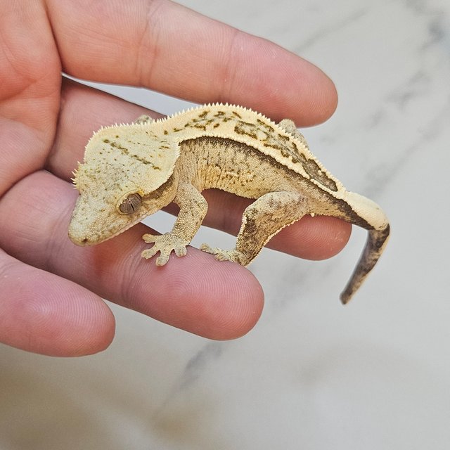 Full Pinstripe 100% Het Axanthic