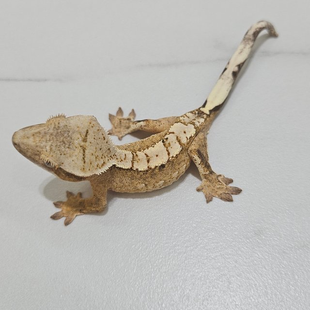 100% Het Axanthic