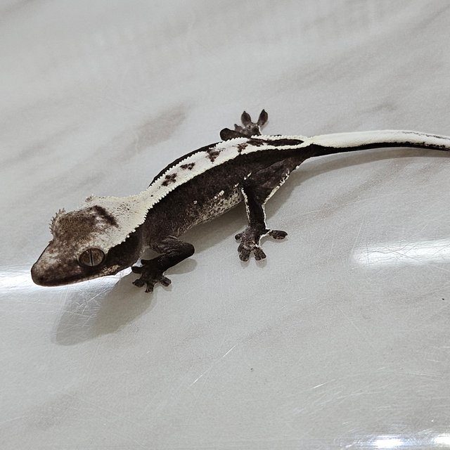 아잔틱 화이트핀