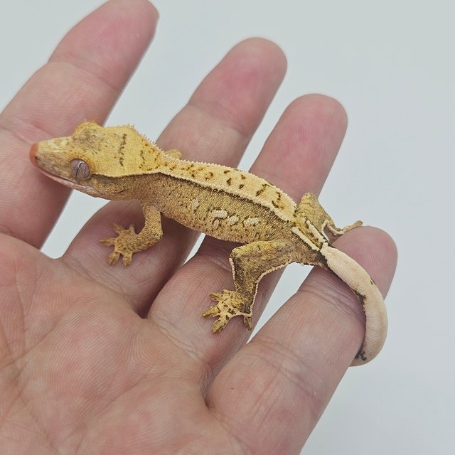 White Spot 100% Het Axanthic Tri