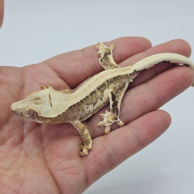 Lilly 100% Het Axanthic