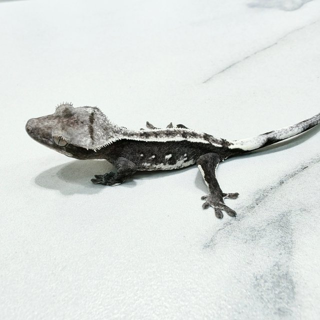 Axanthic