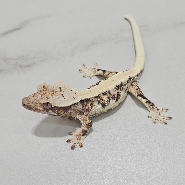Lilly 100% Het Axanthic
