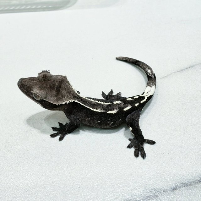 Axanthic