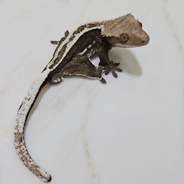 아잔틱 슈퍼스트라이프