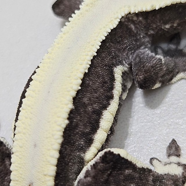 Lilly Axanthic Super Stripe