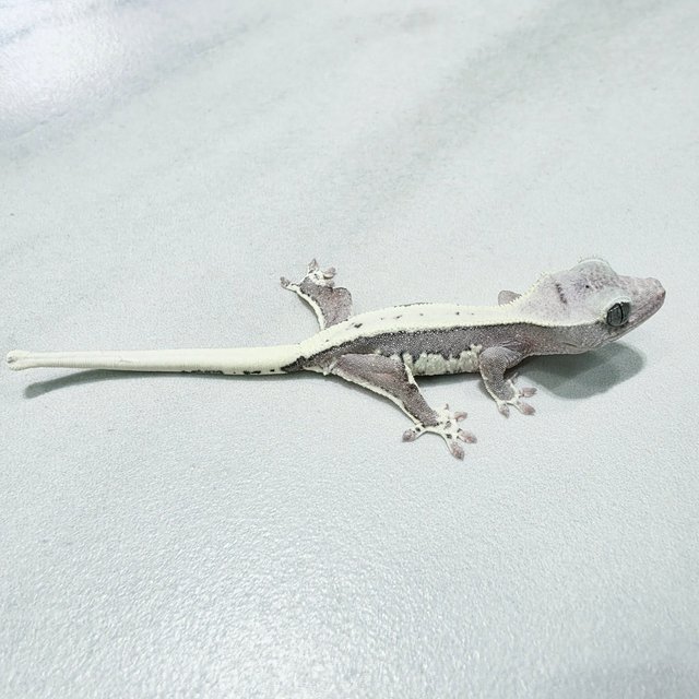 Lilly Axanthic