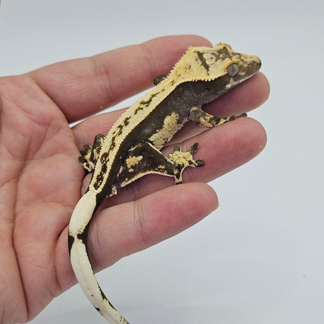 Full Pinstripe 100% Het Axanthic Quad