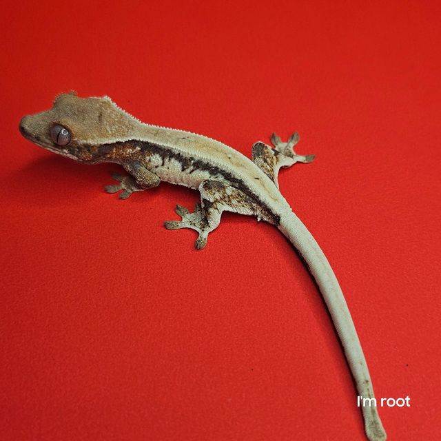 릴리 세이블